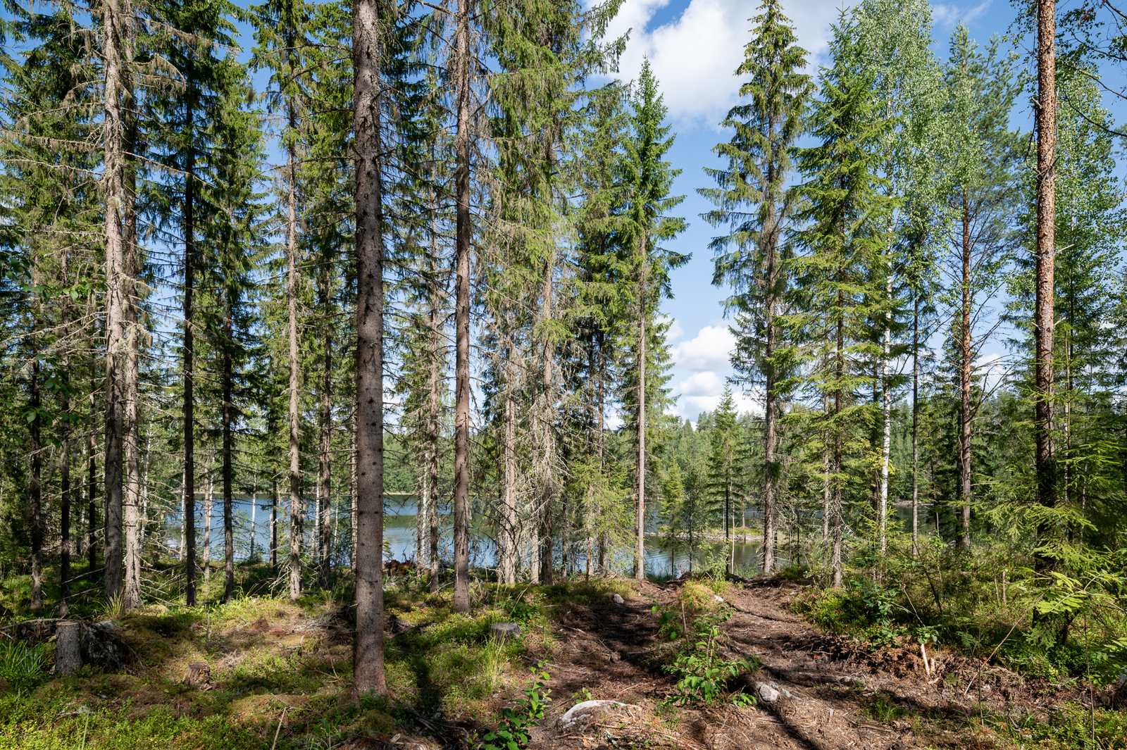 Hyvin harvennettua kuusimetsää, moton urat näkyvät maassa, puiden takaa pilkistää järvi.