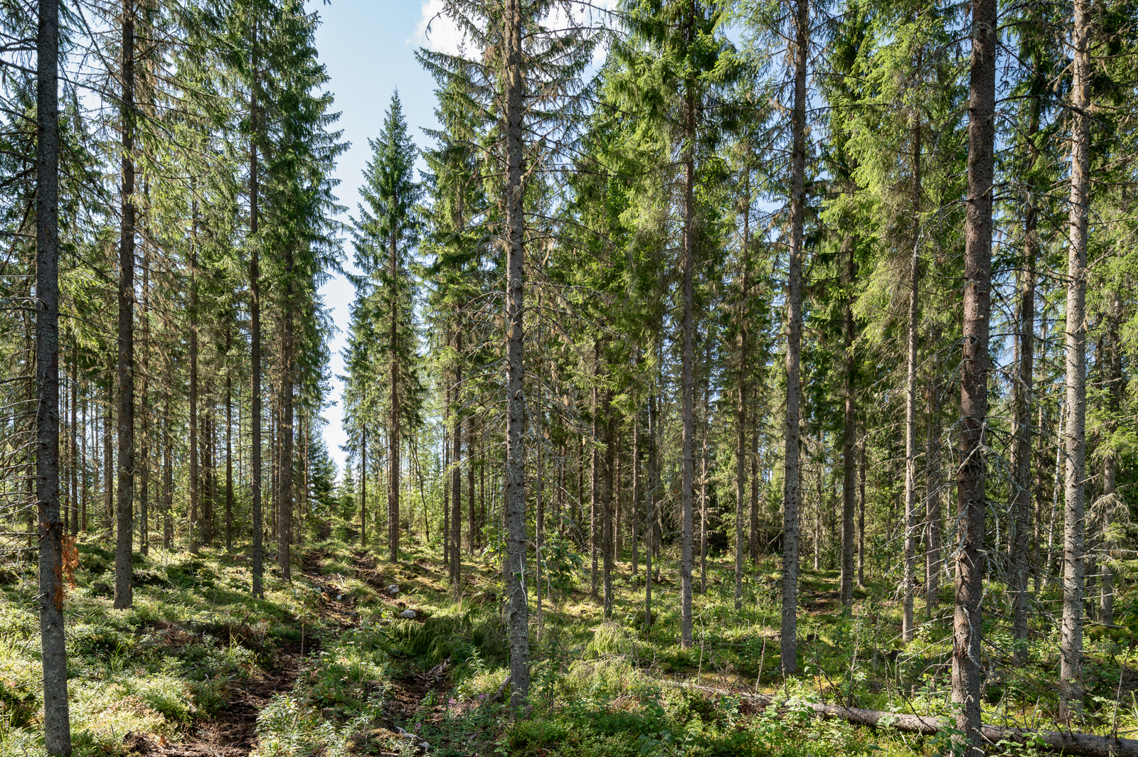 Auringossa kylpevää kuusimetsää, moton urat erottuvat maasta.