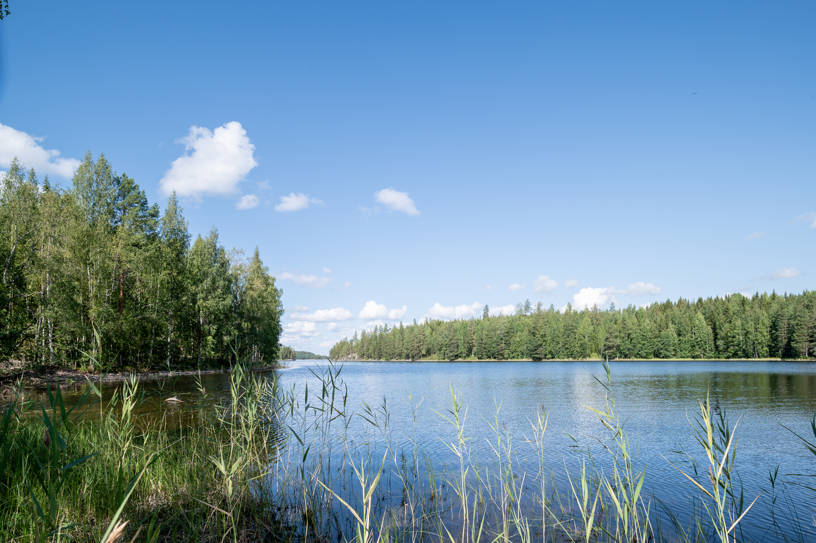 Järvessä kasvaa ruovikkoa, metsäinen vastaranta näkyy, taivaalla on pilviä.