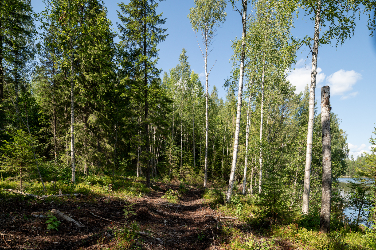 Aurinkoista sekametsää, järvi pilkistää oikealla, moton urat näkyvät maassa.