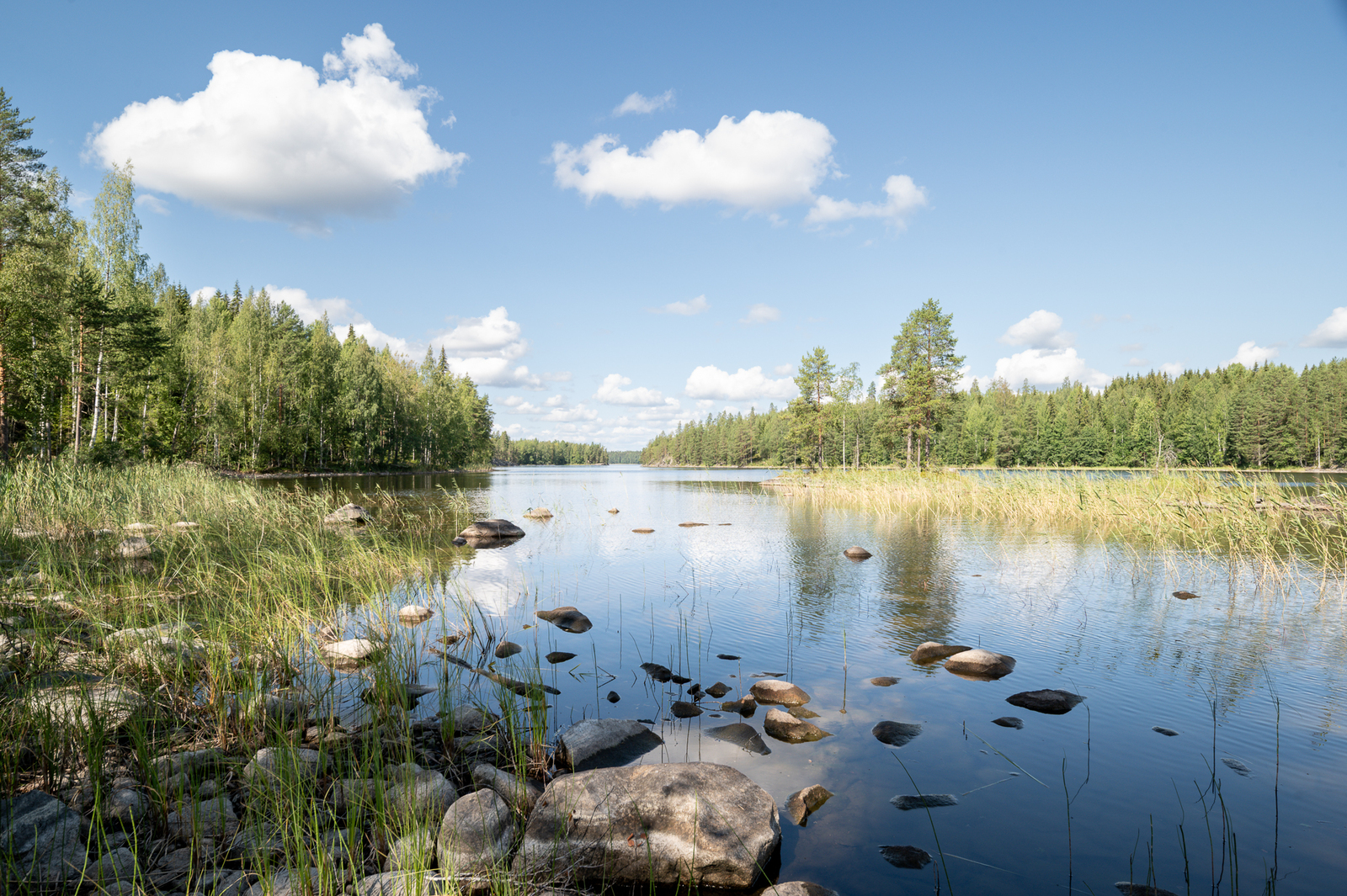 Kivinen ranta, kivien välissä kasvaa järviruokoja ja muita korsia.