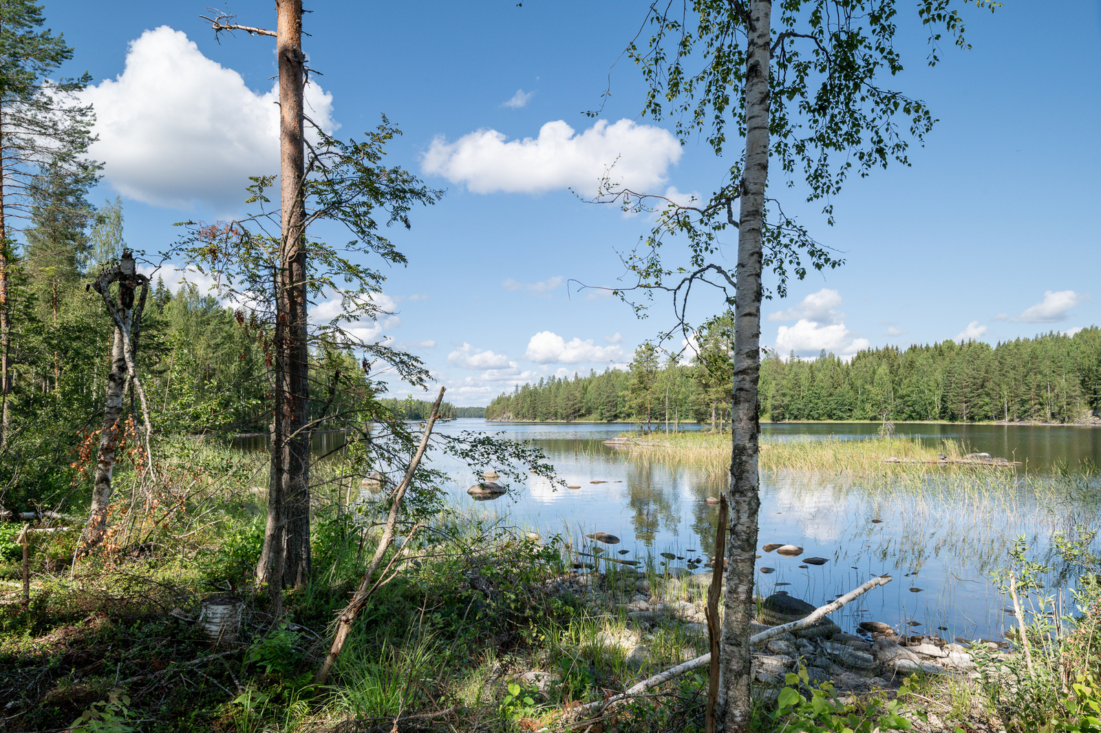 Rannassa kasvaa pari puuta, maa on heinikkoinen, järvessä on jo ruovikkoa.