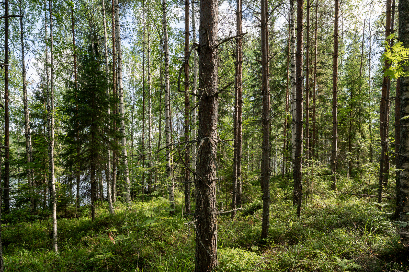 Rehevää auringossa kylpevää sekametsää.