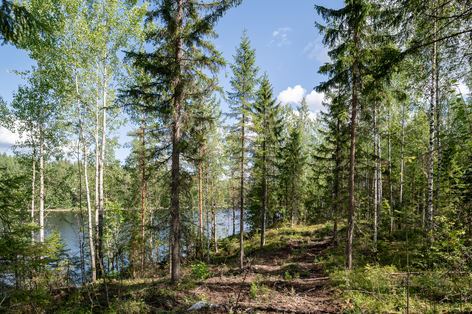 Rannassa kasvaa koivuja ja havupuita, metsäkoneen urat kulkevat metsään.