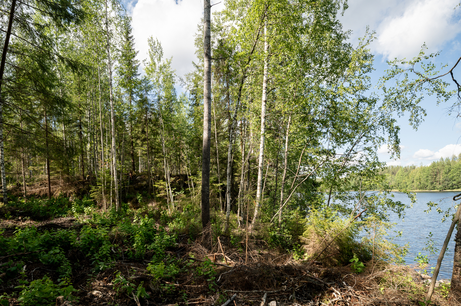 Rehevää nuorta sekametsää järven rannalla.