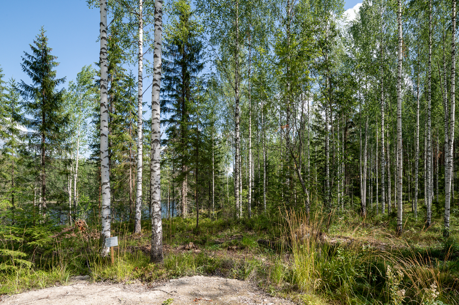 Sekametsä jossa kasvaa koivuja ja kuusia, järvi pilkottaa puiden välistä.