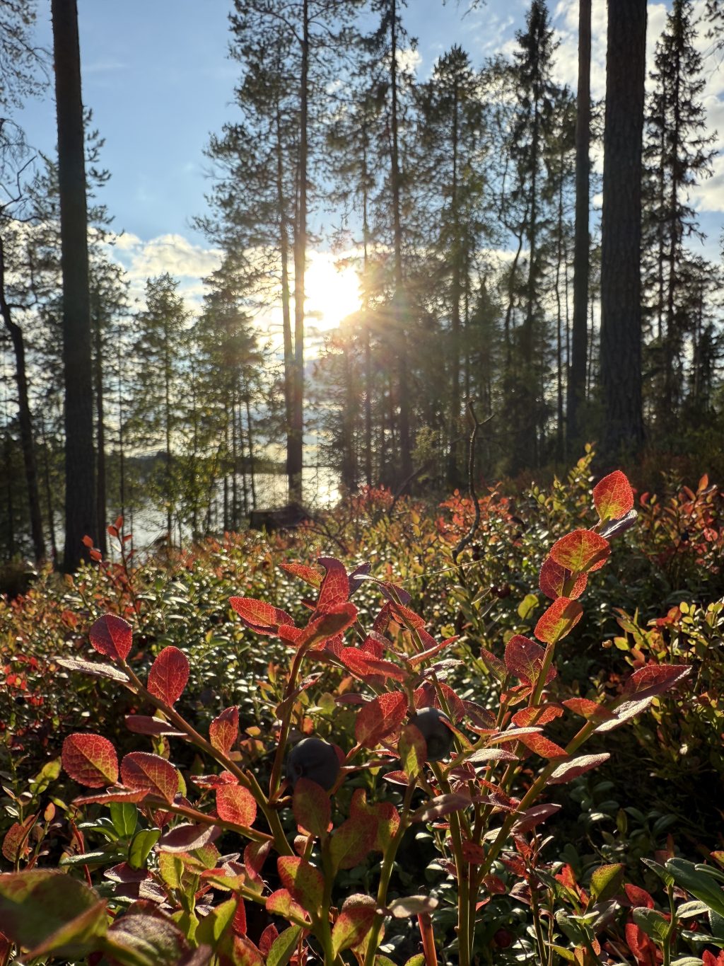 Rinnetontilla kasvaa mustikoita. Mäntyjen välistä näkyy järvi.