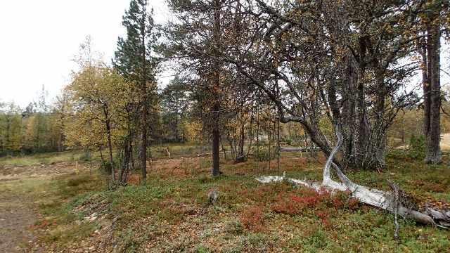 Alkavaa ruskaa Saariselällä