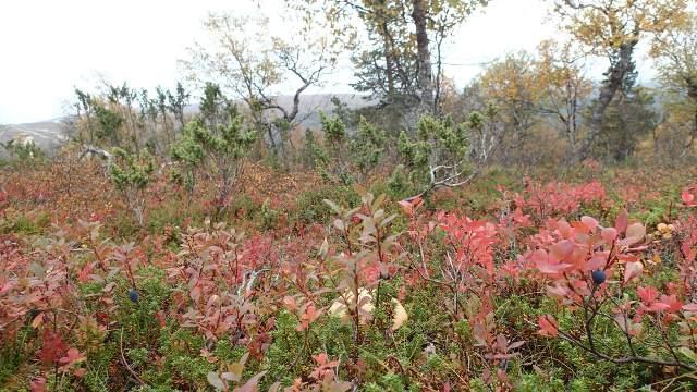Tuskaa Saariselän alueella