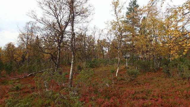 Ruskaa Saariselällä