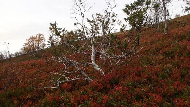 Ruskaa Saariselällä