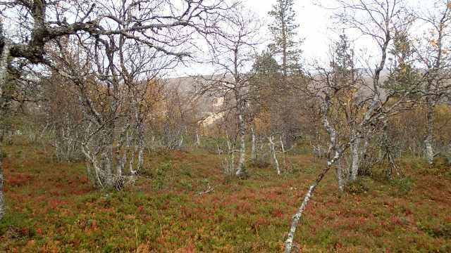 Ruskaa Saariselällä