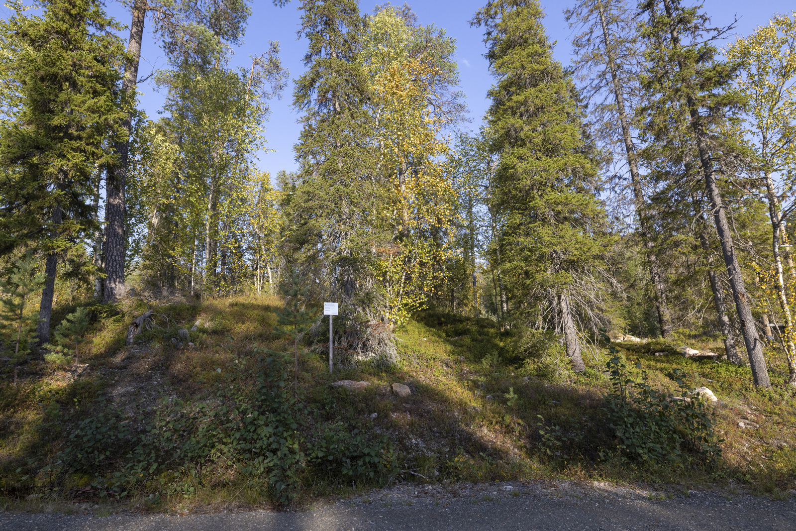 Tontilla sekapuustoa.