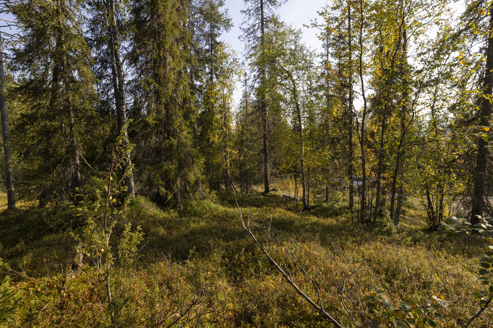 Tontilla kasvaa juolukkaa, mustikkaa ja puolukkaa.