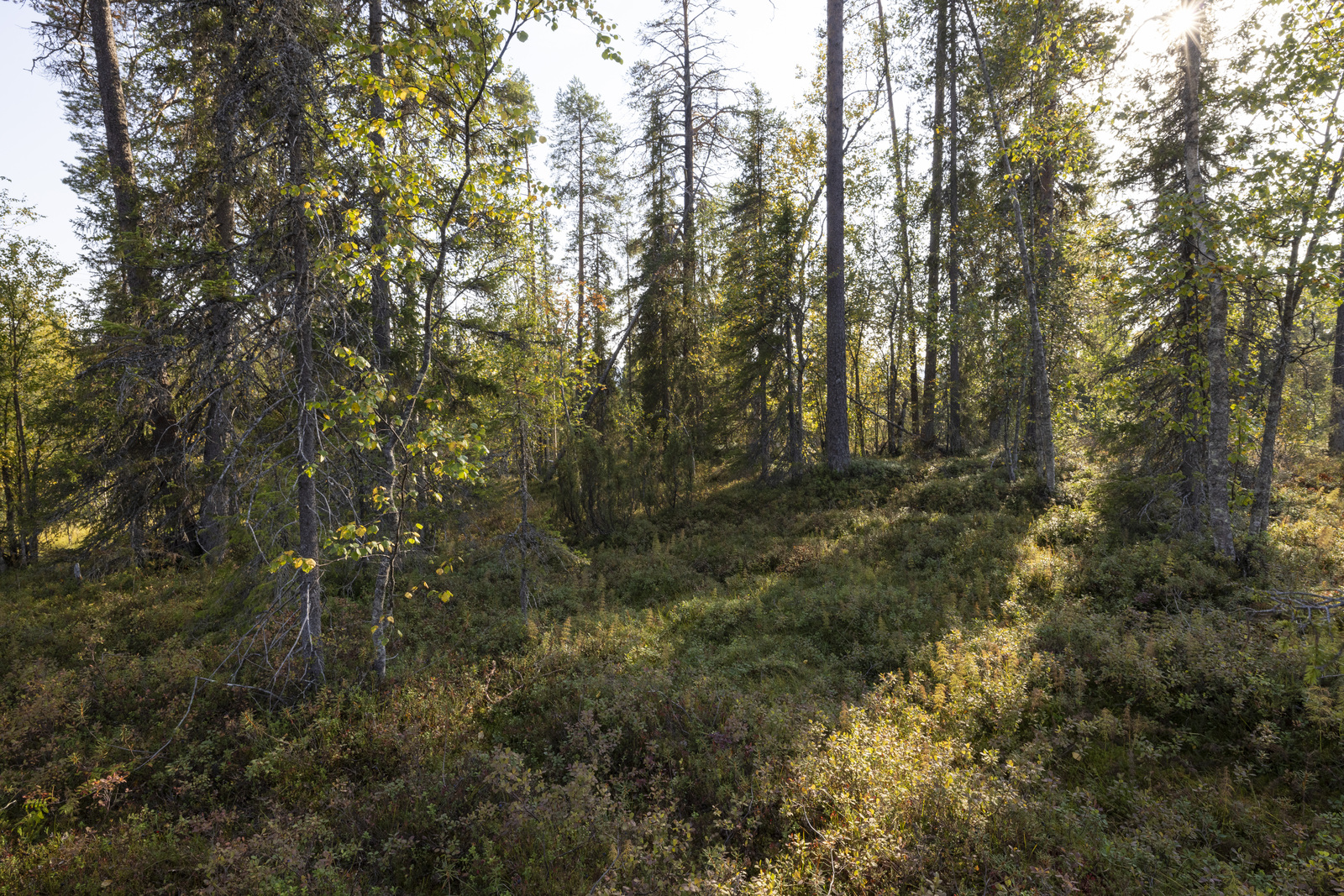 Tontilla kasvaa juolukkaa, mustikkaa ja puolukkaa.