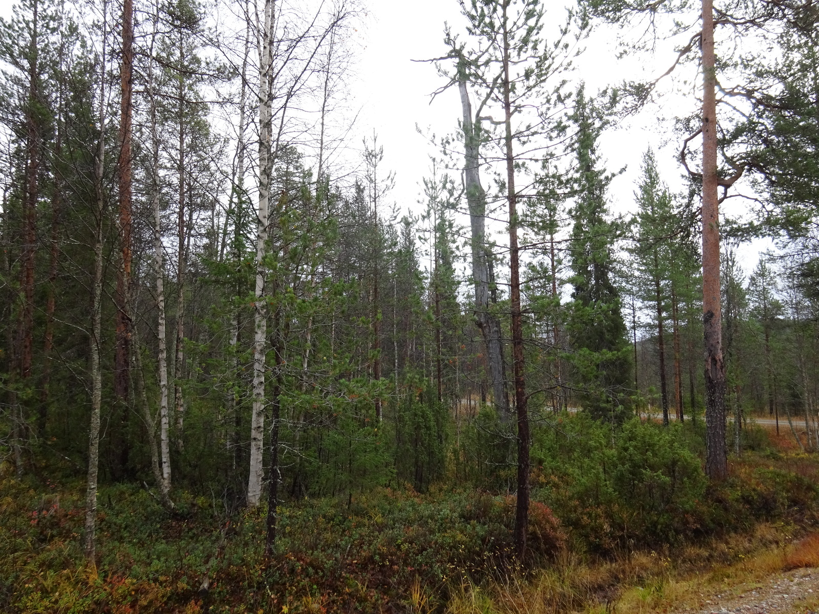 Tontilla sekapuustoa.