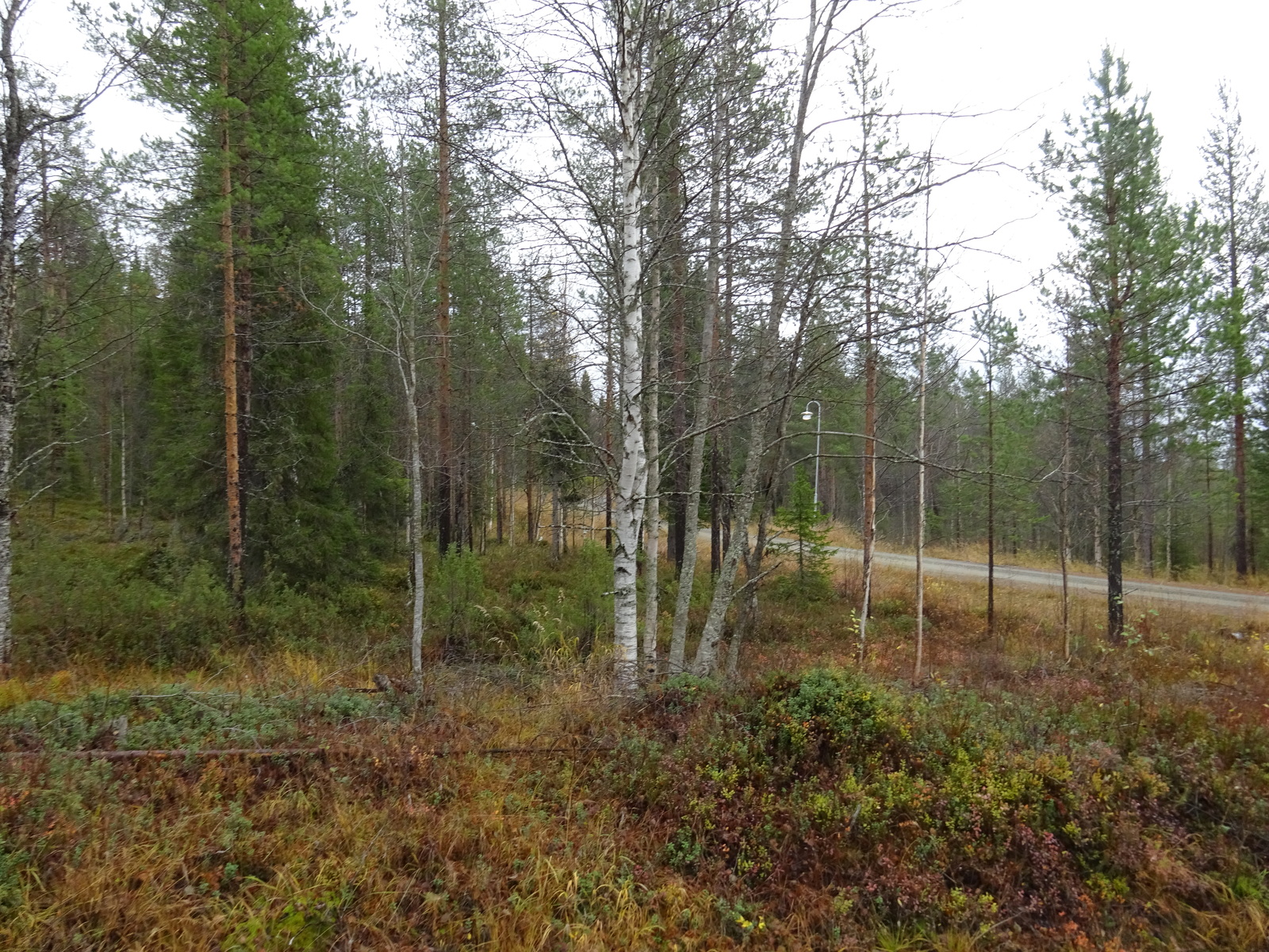 Tontilla sekapuustoa.