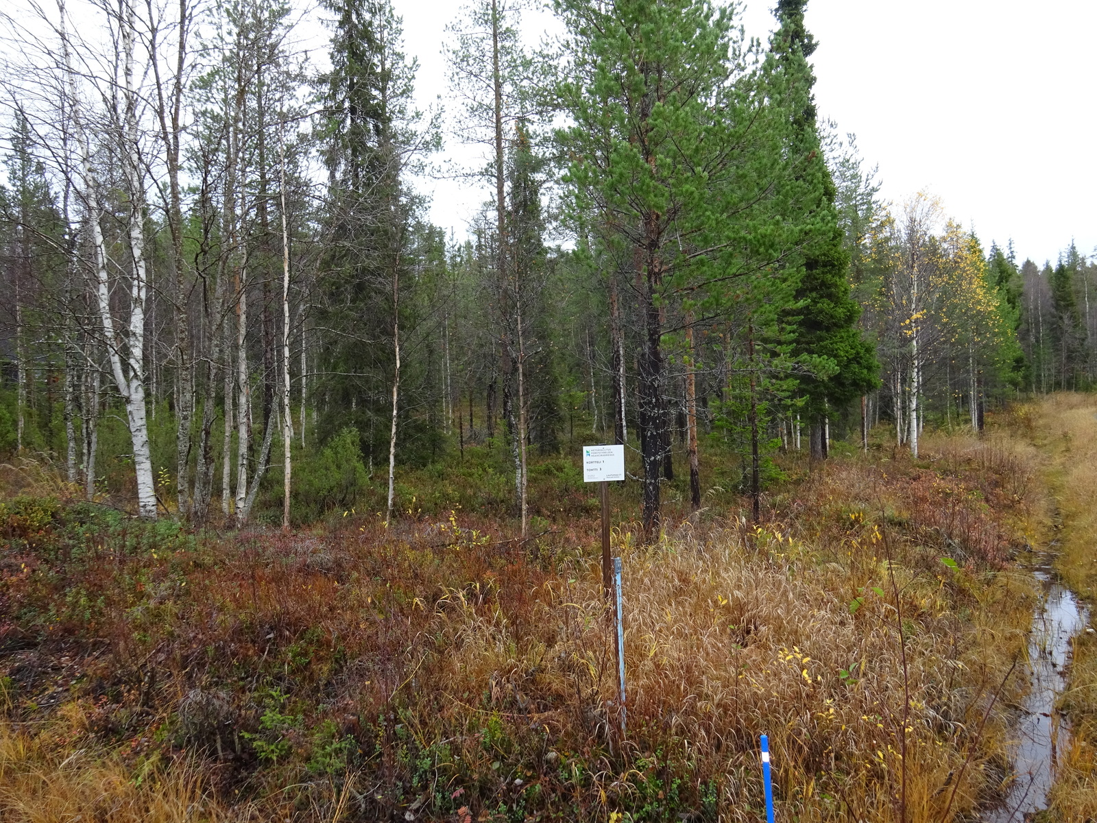 Tontilla kasvaa katajaa, juolukkaa ja suopursua.