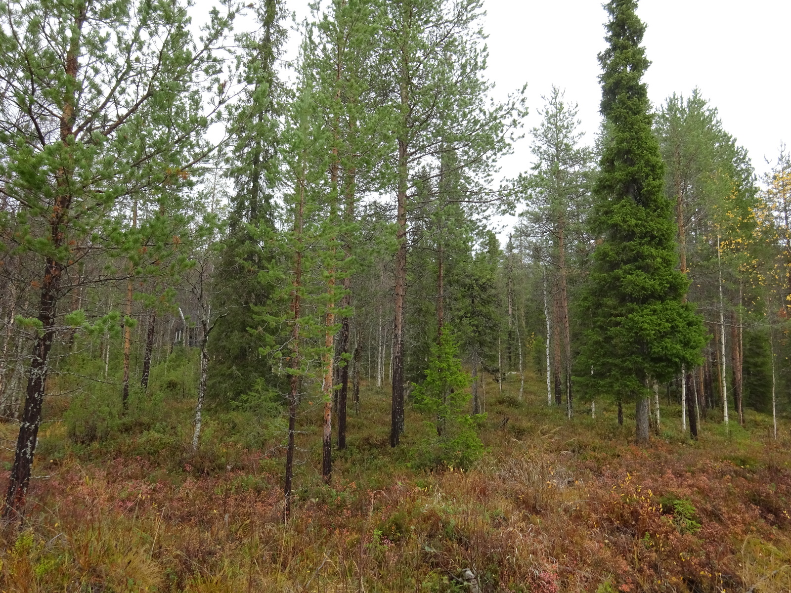 Tontilla kasvaa katajaa, juolukkaa ja suopursua.