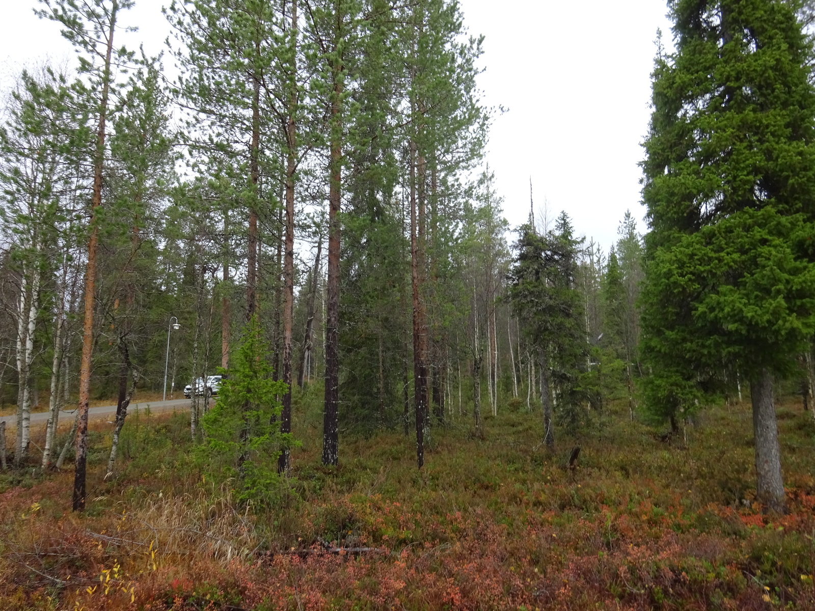 Tontilla kasvaa katajaa, juolukkaa ja suopursua.