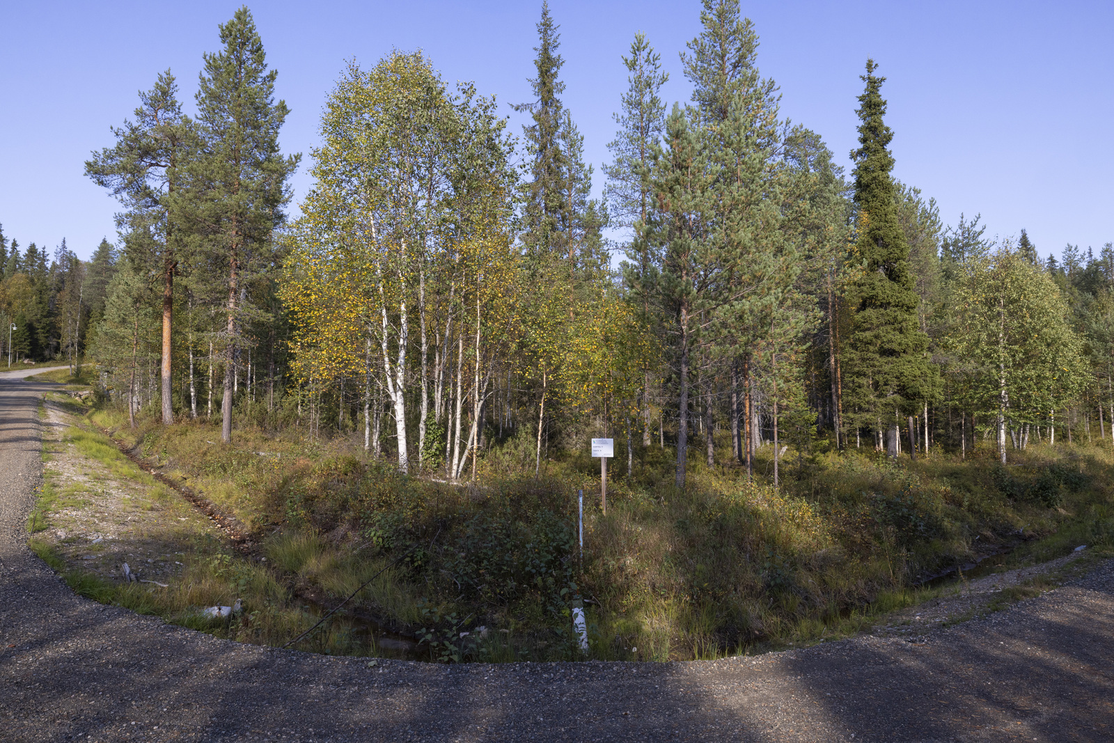 Tontilla kasvaa katajaa, juolukkaa ja suopursua.