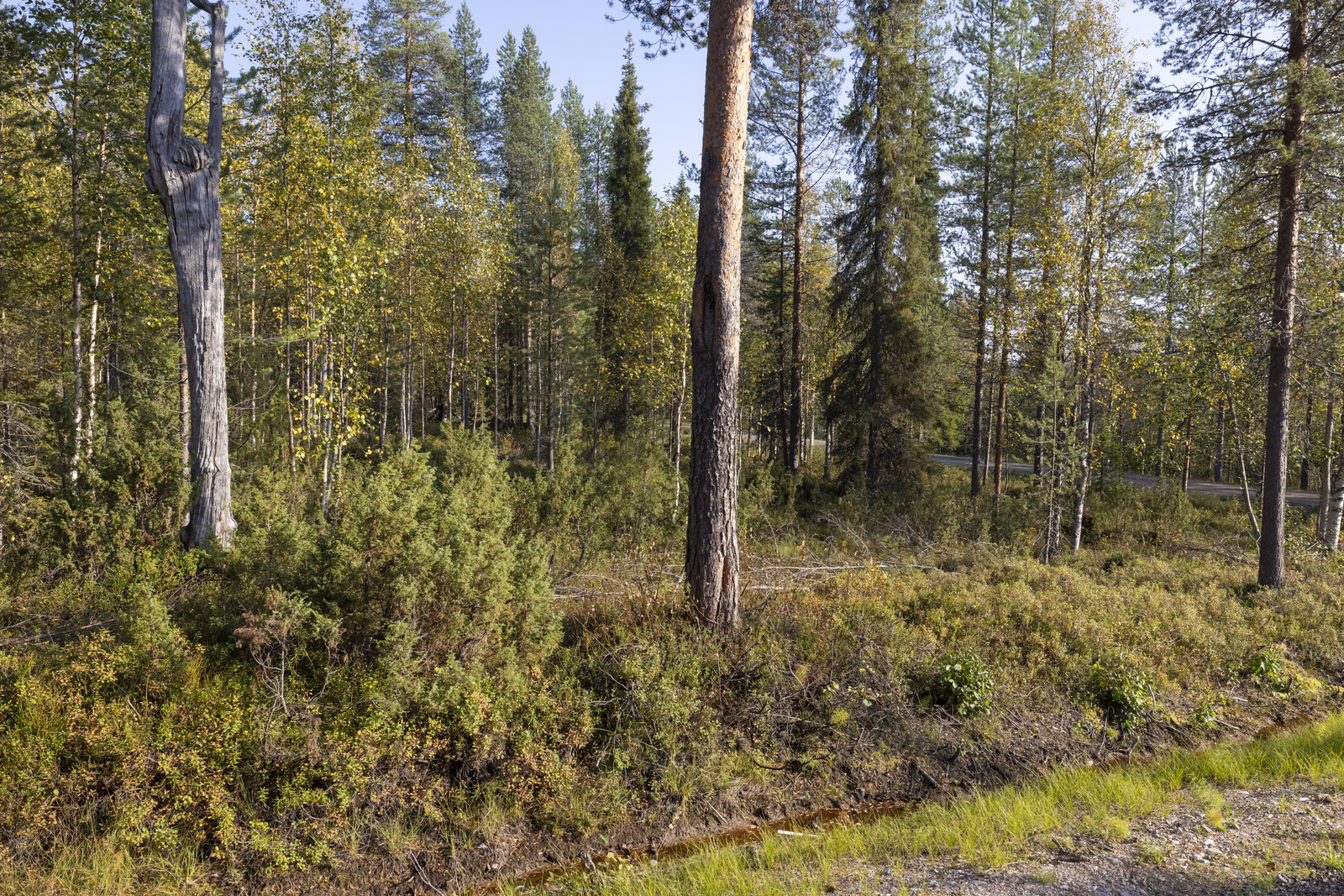 Tontilla kasvaa katajaa, juolukkaa ja suopursua.