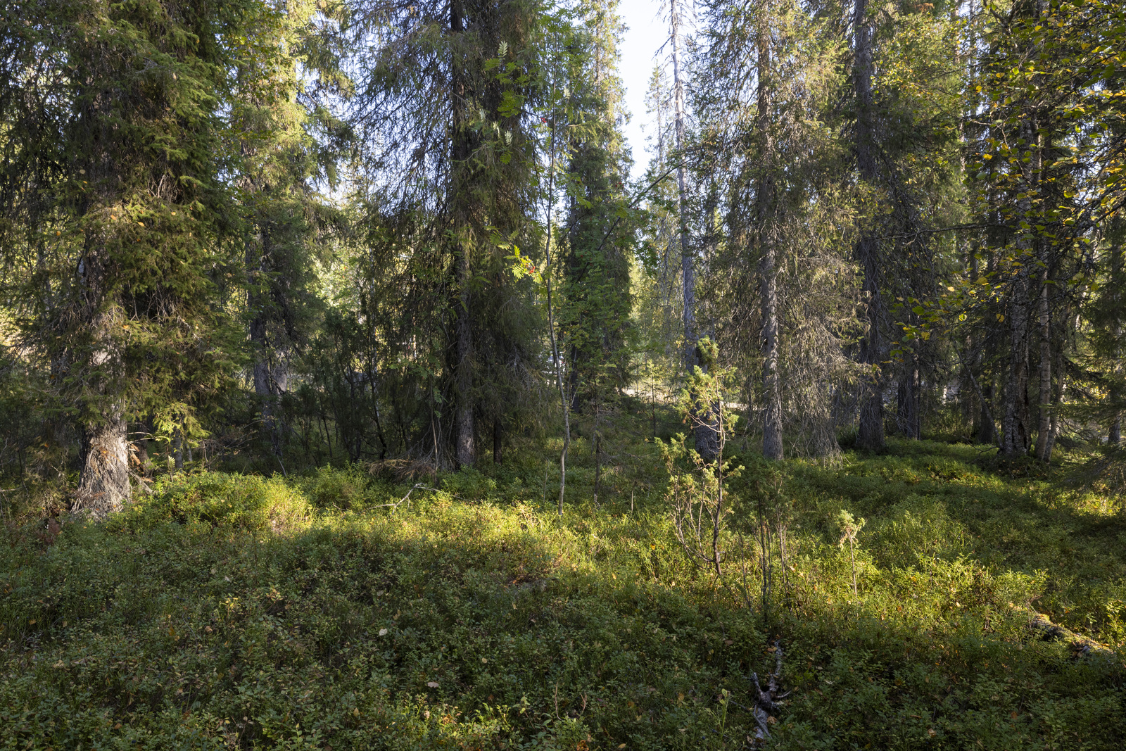 Tontilla on sekapuustoa.