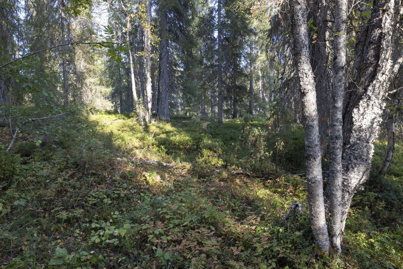 Tontilla on sekapuustoa.