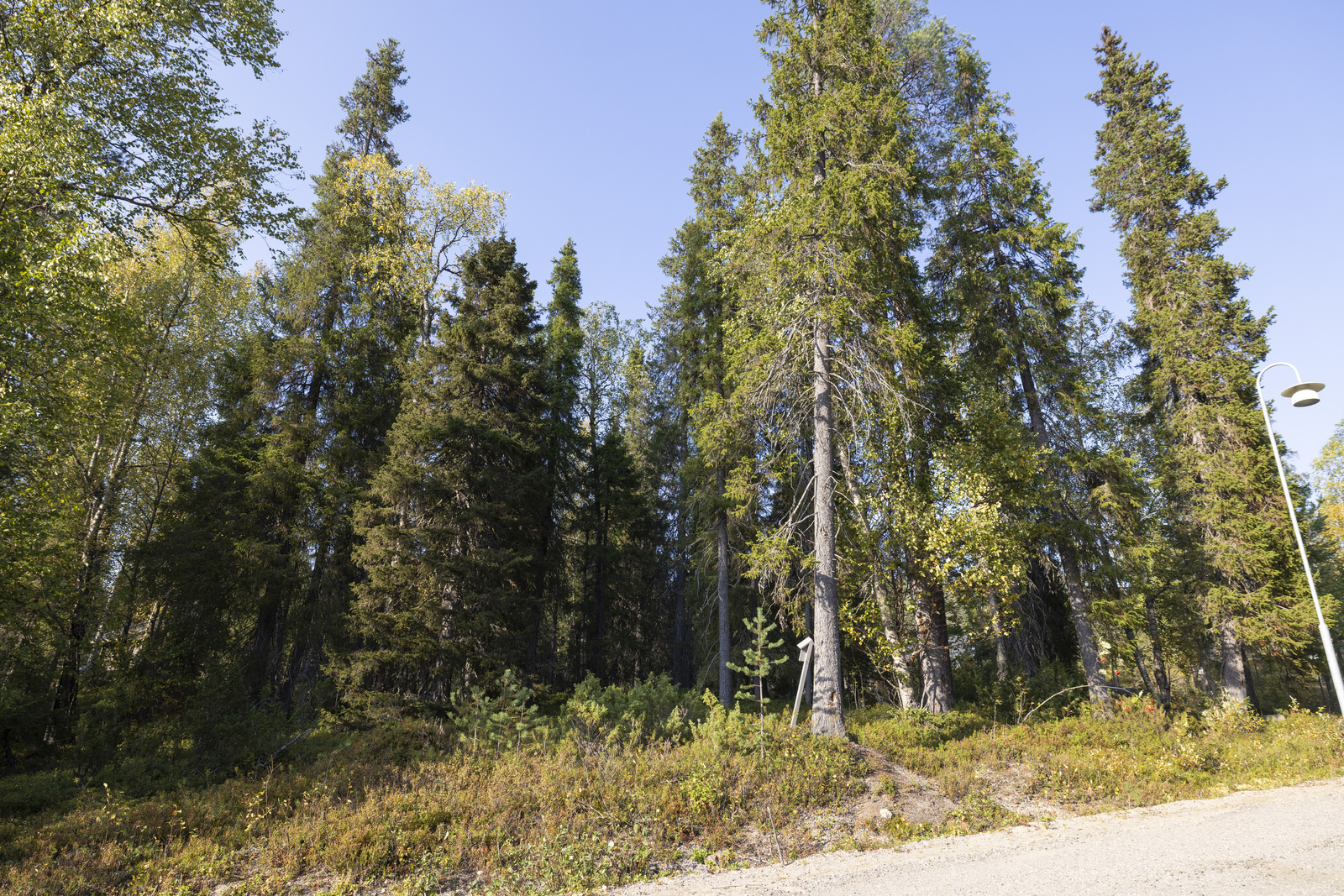 Tontilla on sekapuustoa.