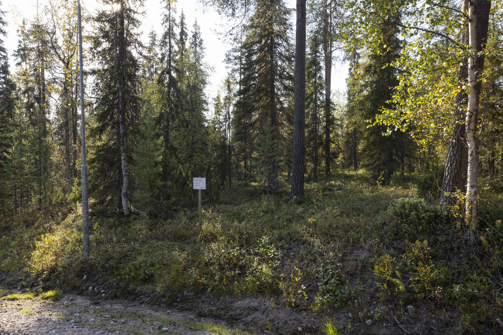 Tontilla sekapuustoa.