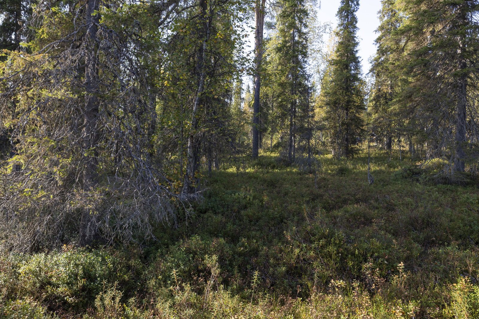 Tontilla sekapuustoa.