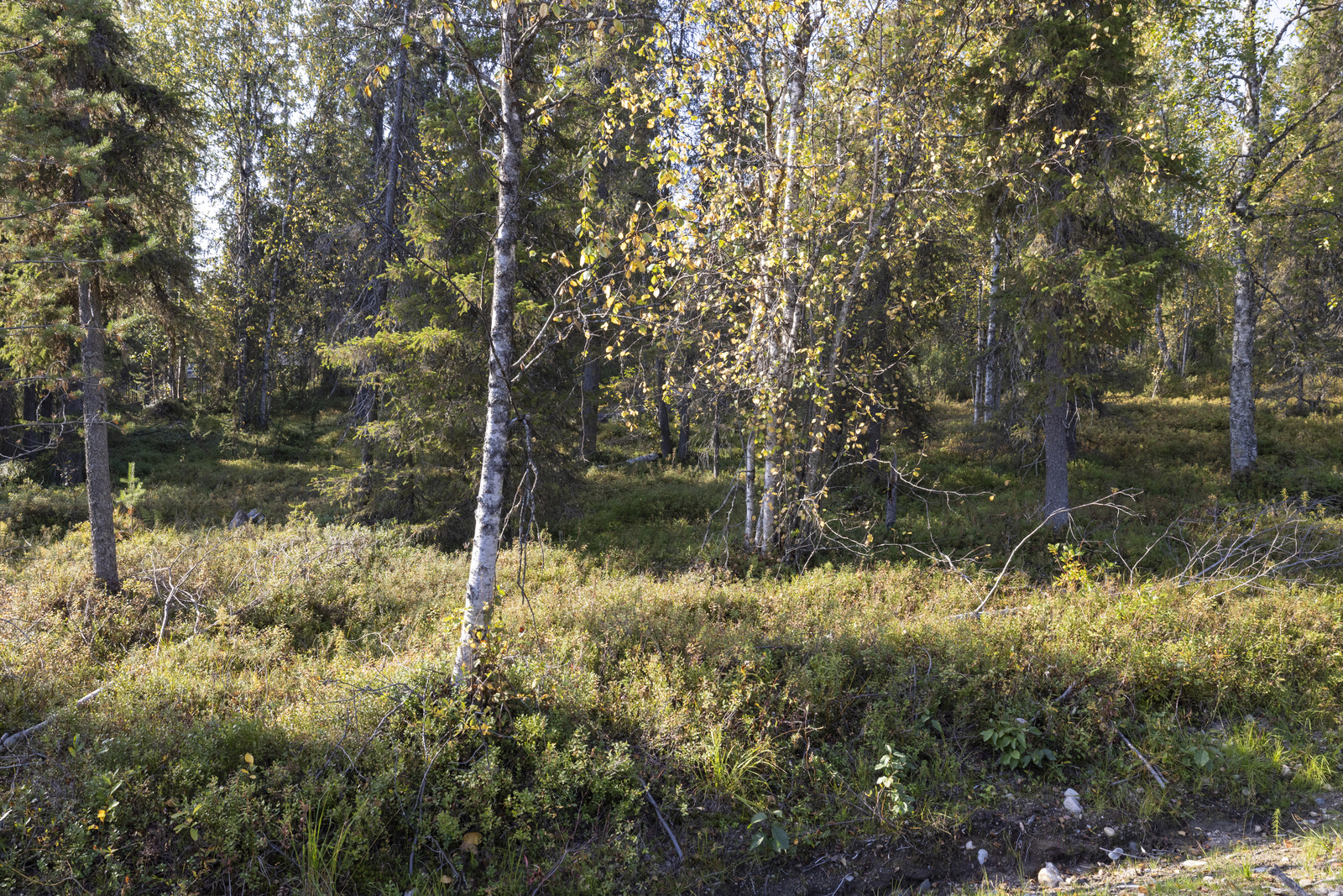 Tontilla sekapuustoa. Rinnetontti.