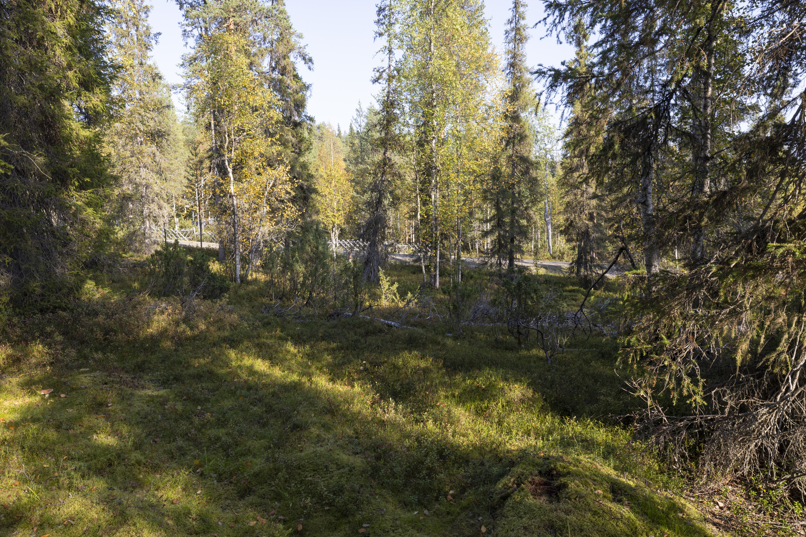 Tontilla sekapuustoa. Rinnetontti.