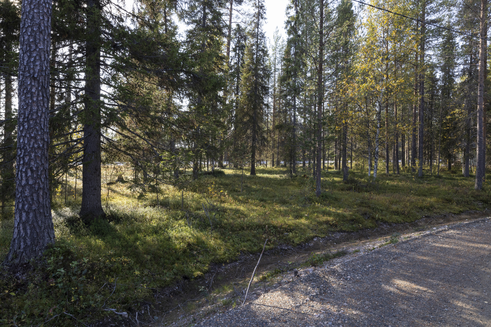 Tontilla kasvaa sekapuustoa, juolukkaa ja puolukkaa.