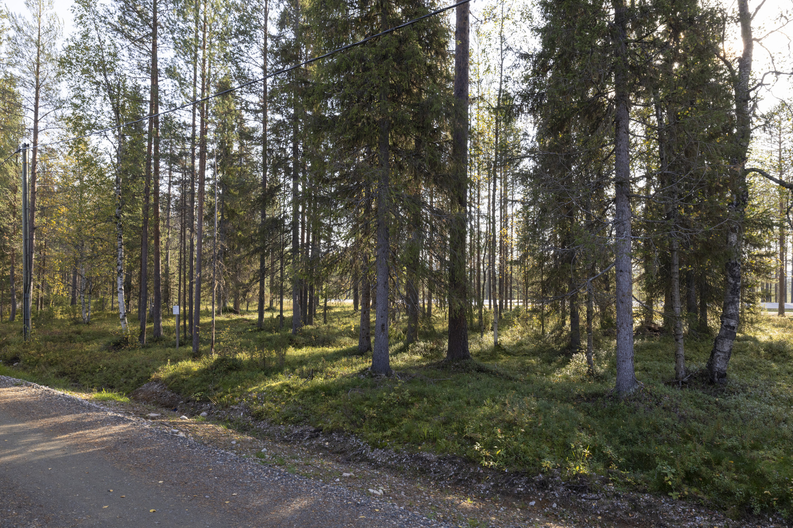 Tontilla kasvaa sekapuustoa, juolukkaa ja puolukkaa.