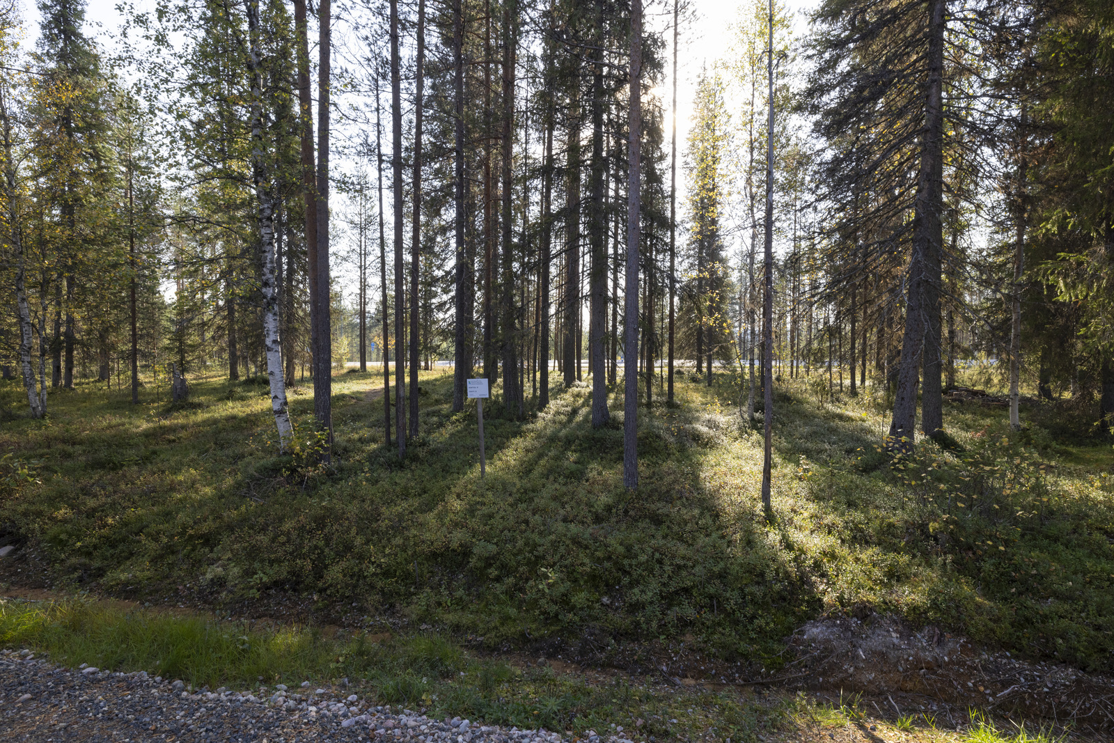 Tontilla kasvaa sekapuustoa, juolukkaa ja puolukkaa.