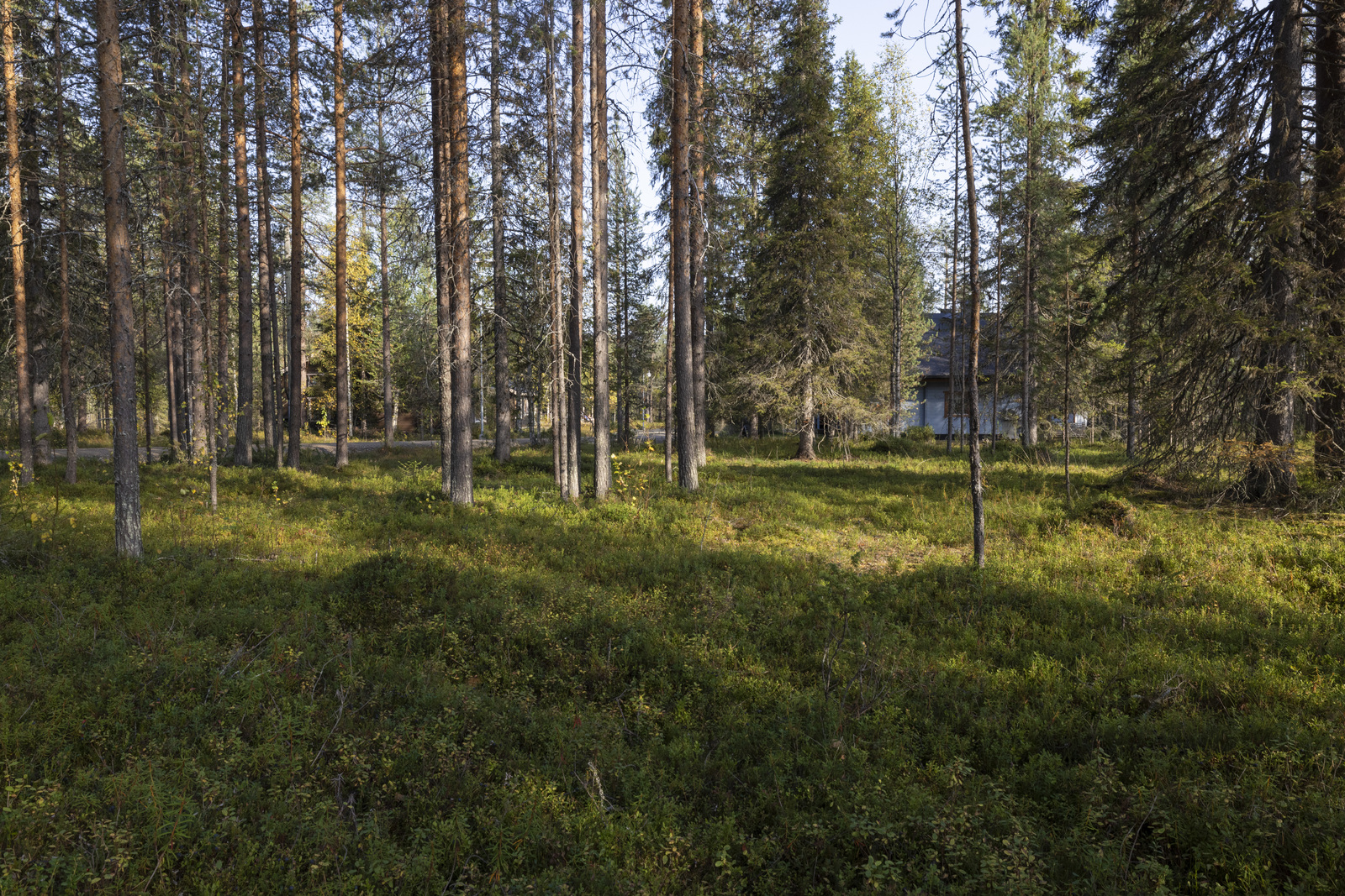 Tontilla kasvaa sekapuustoa, juolukkaa ja puolukkaa.