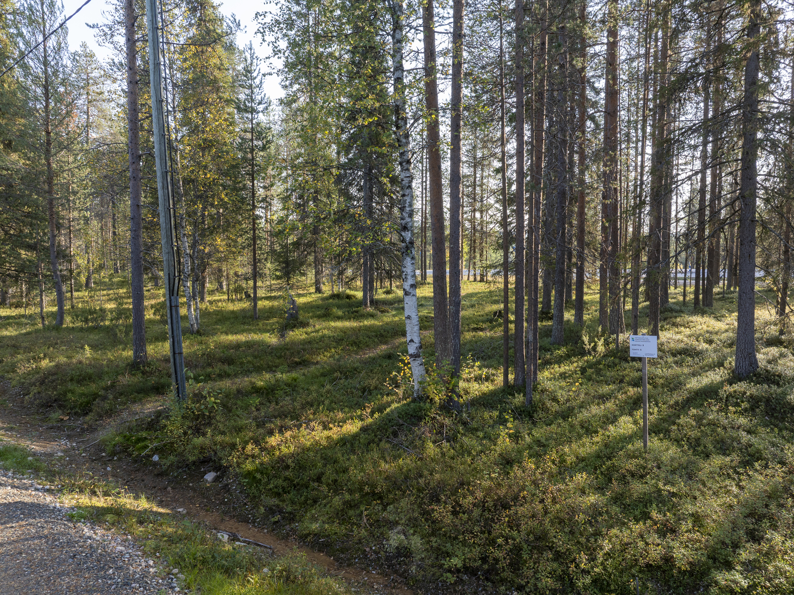 Tontilla kasvaa sekapuustoa, juolukkaa ja puolukkaa.