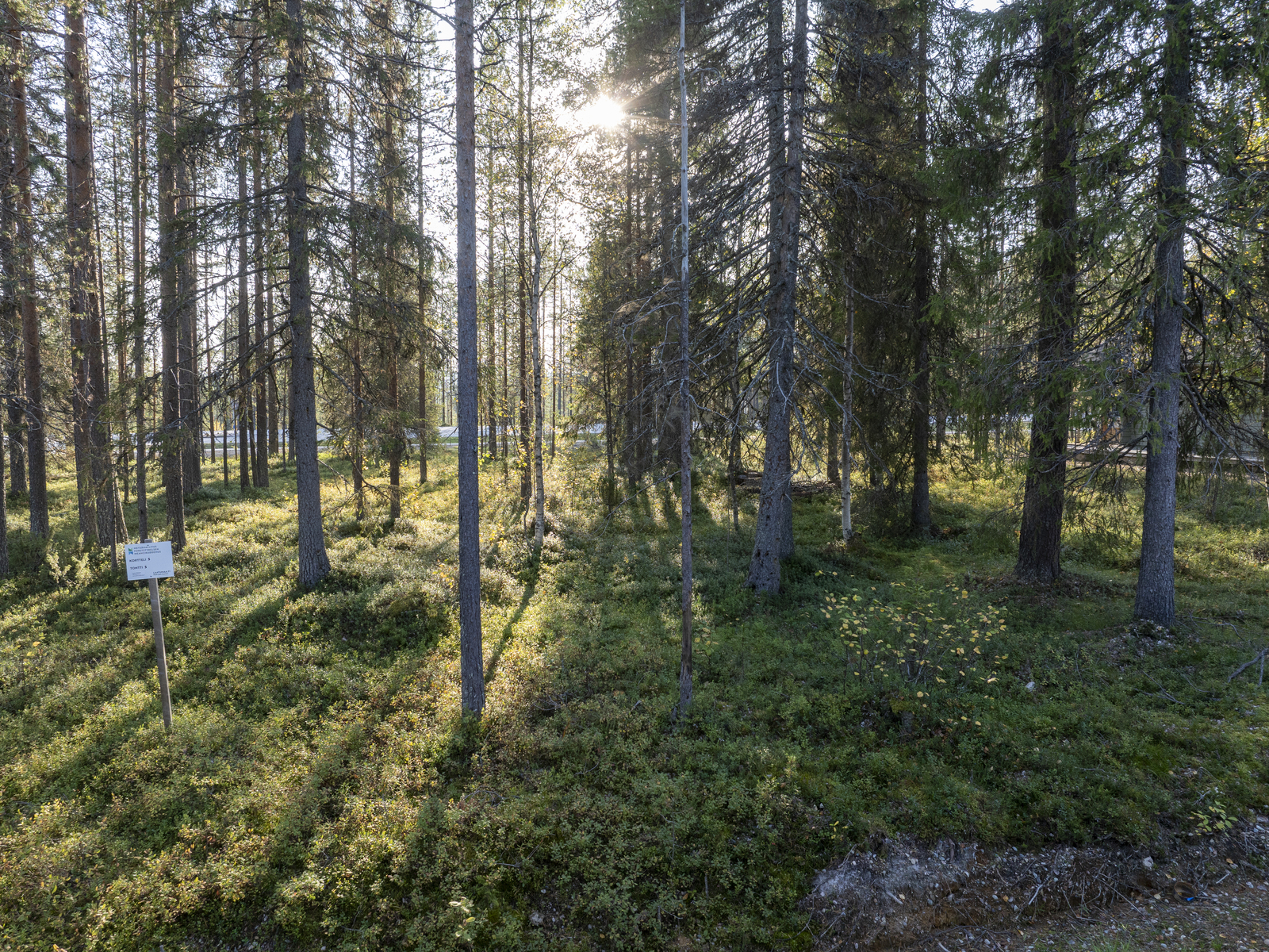 Tontilla kasvaa sekapuustoa, juolukkaa ja puolukkaa.