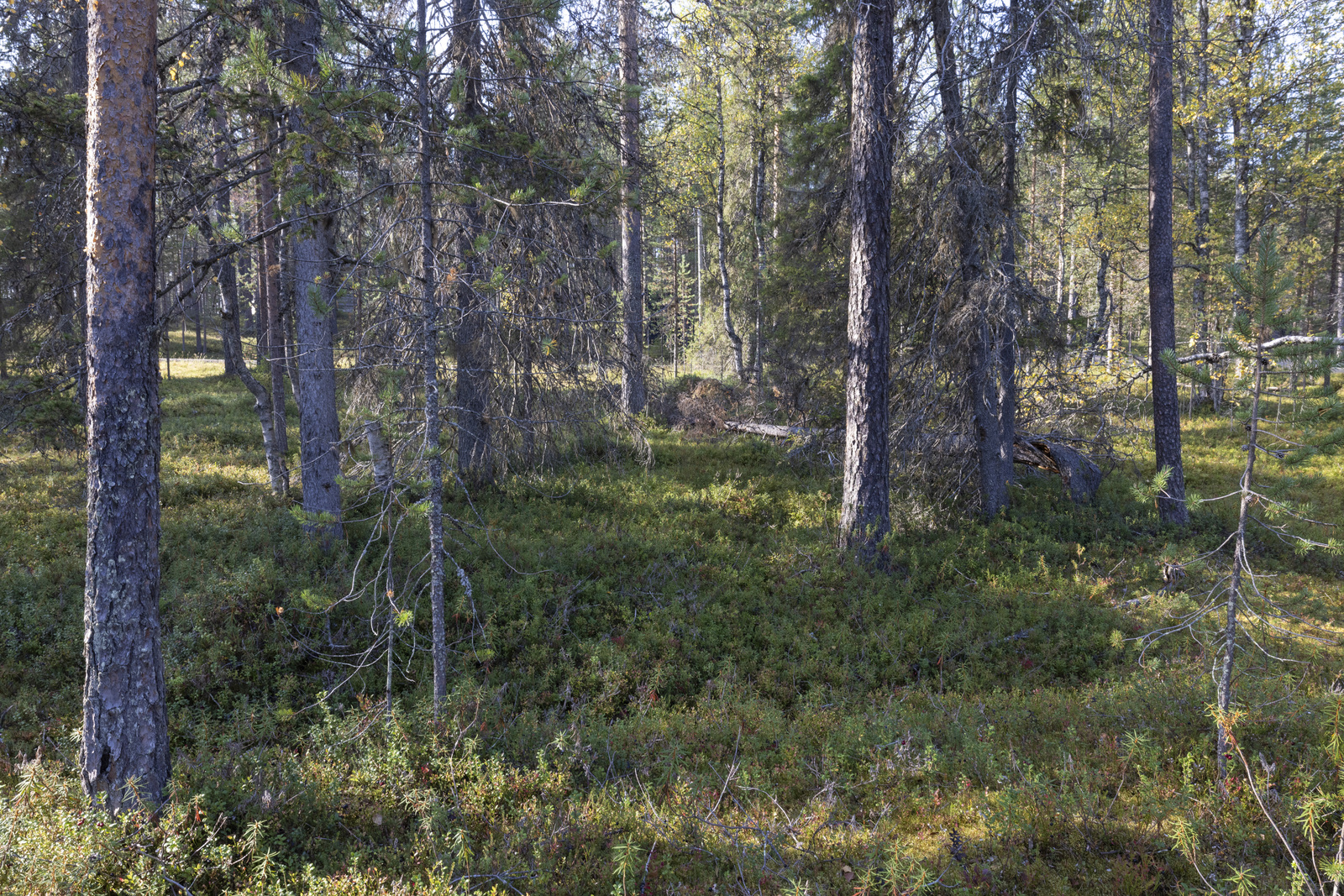 Tontilla kasvaa sekametsää.