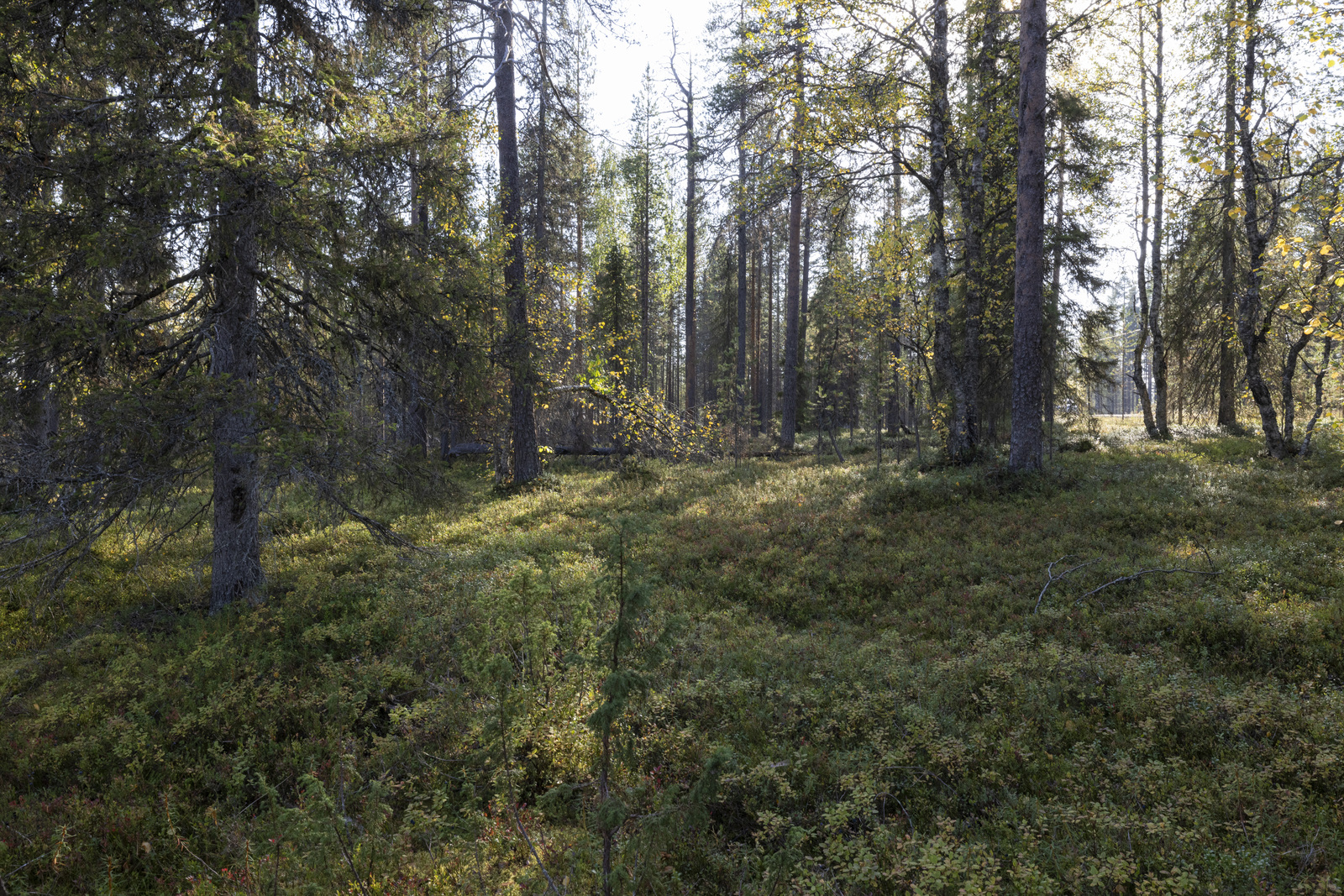 Tontilla on mustikkaa, variksenmarjaa ja suopursua.