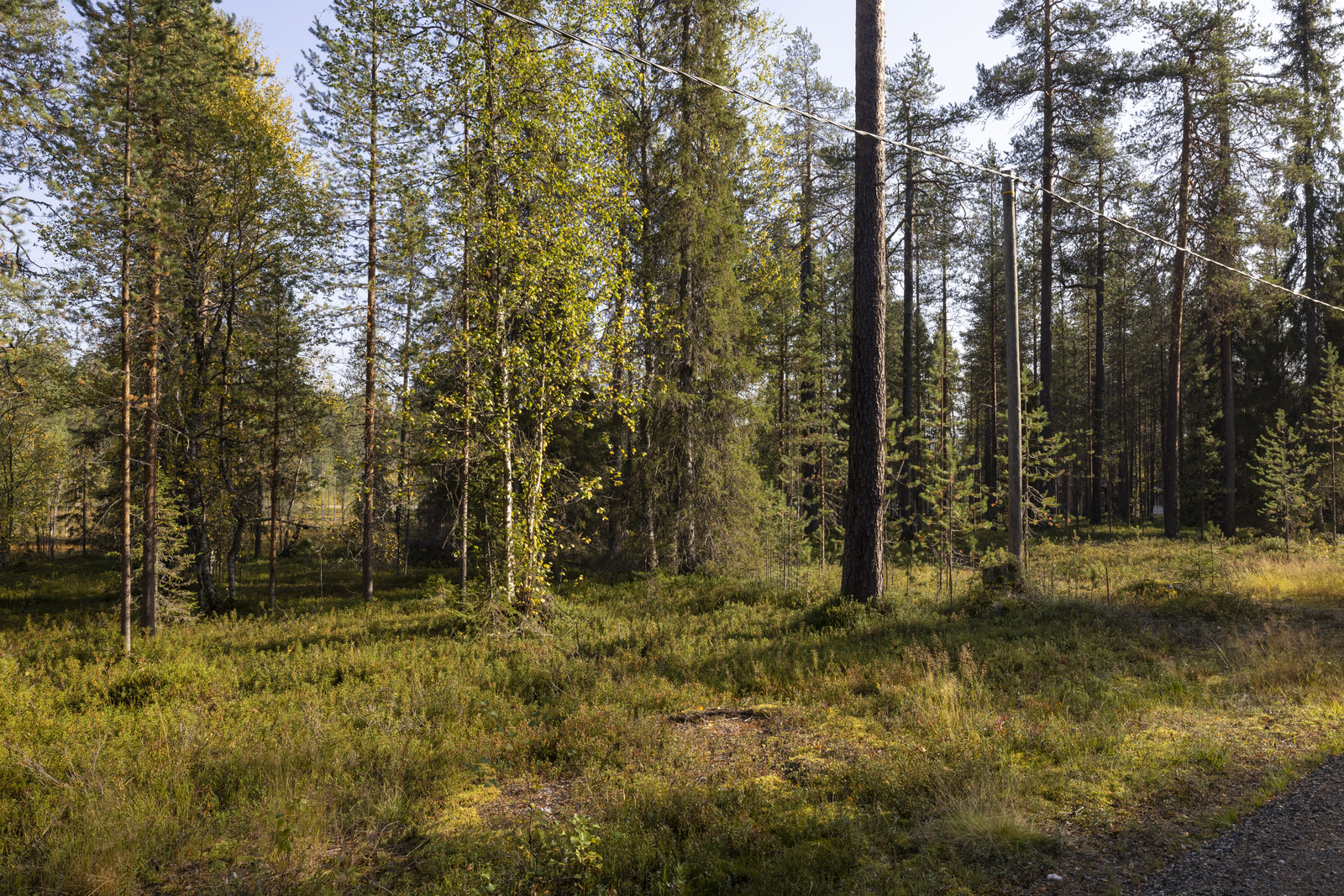 Tontilla on mustikkaa, variksenmarjaa ja suopursua.