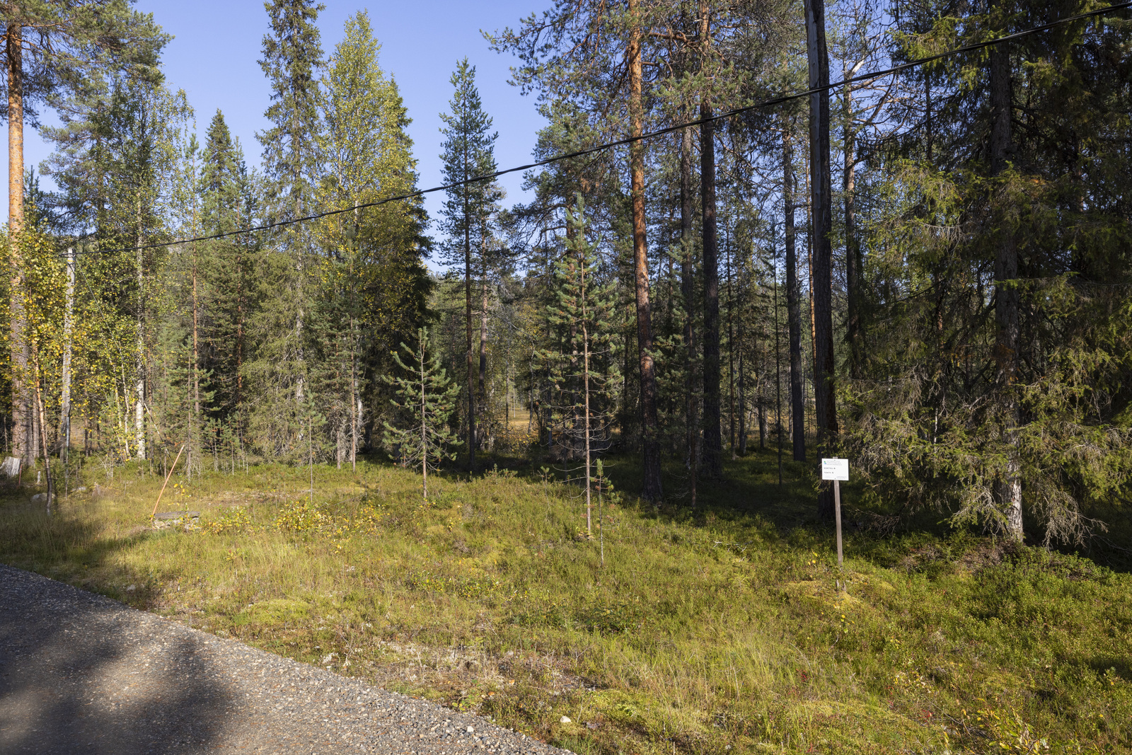 Tontilla kasvaa sekametsää.