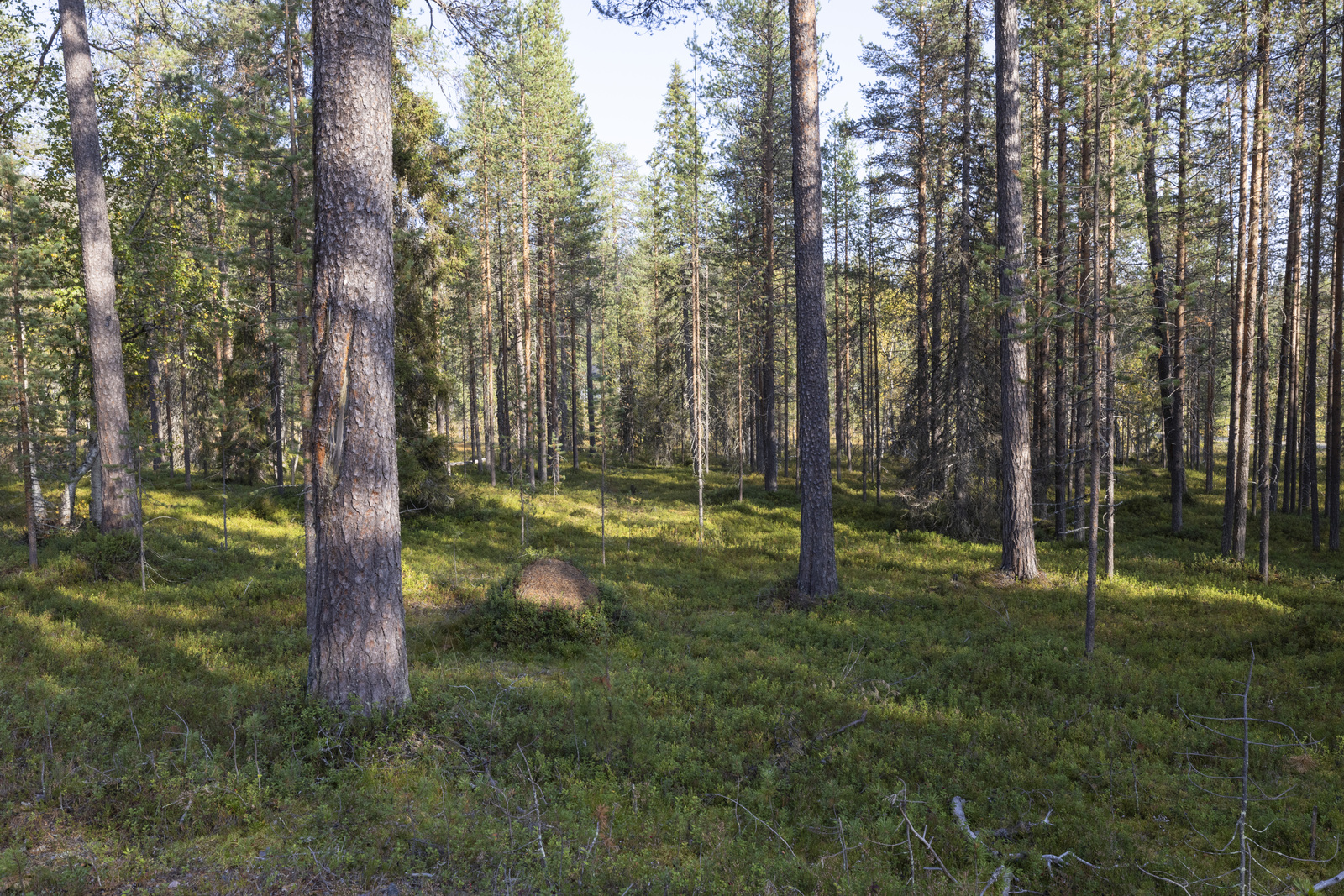 Tontilla kasvaa sekapuustoa.