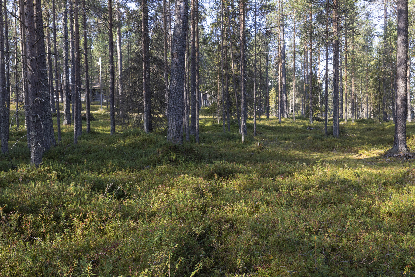 Tontilla kasvaa mustikkaa, puolukkaa ja suopursua.