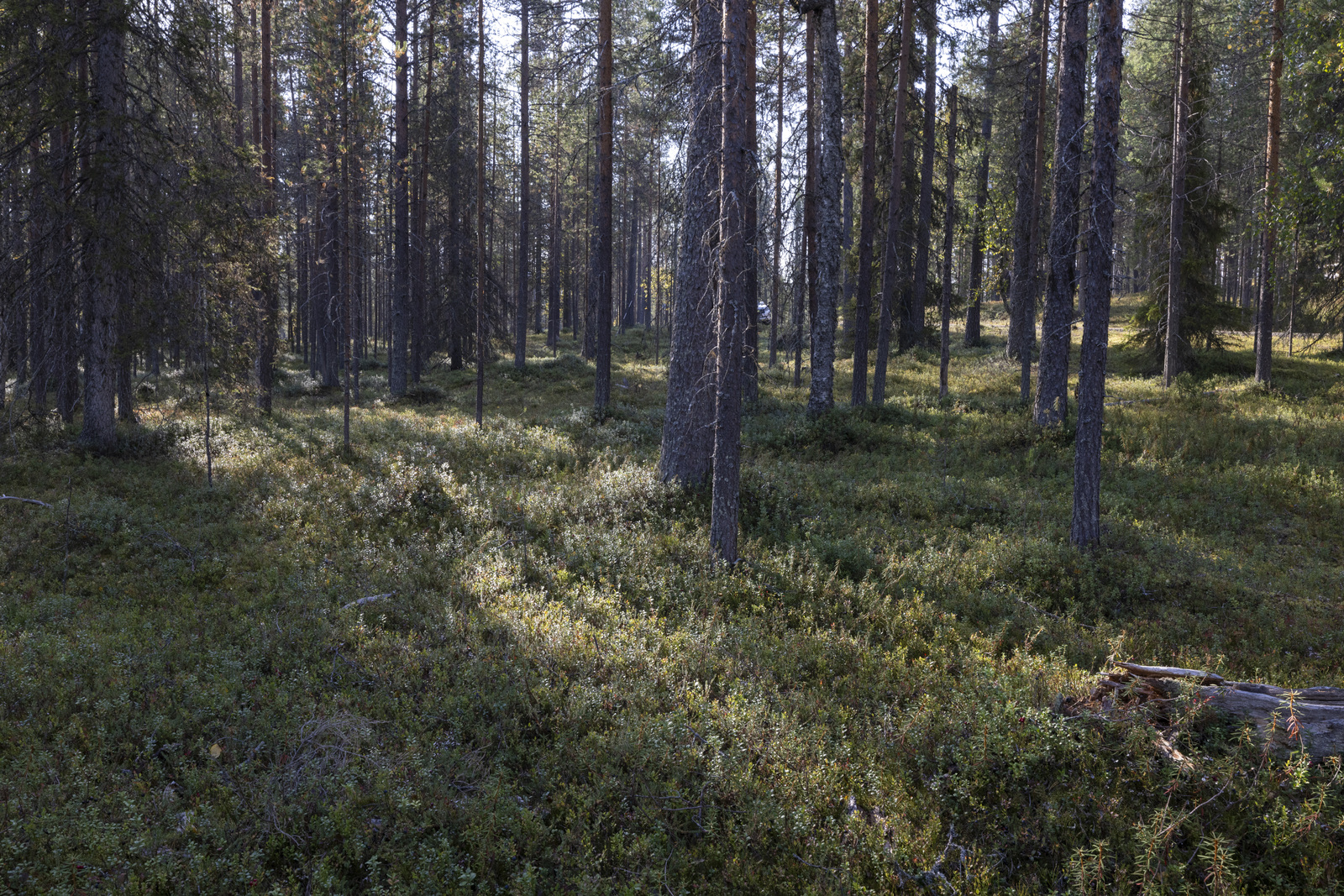 Tontilla kasvaa mustikkaa, puolukkaa ja suopursua.