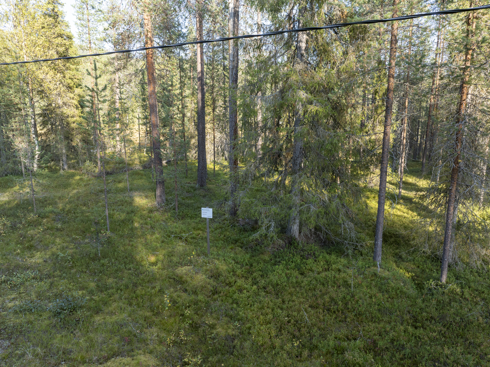 Tontilla kasvaa sekapuustoa.