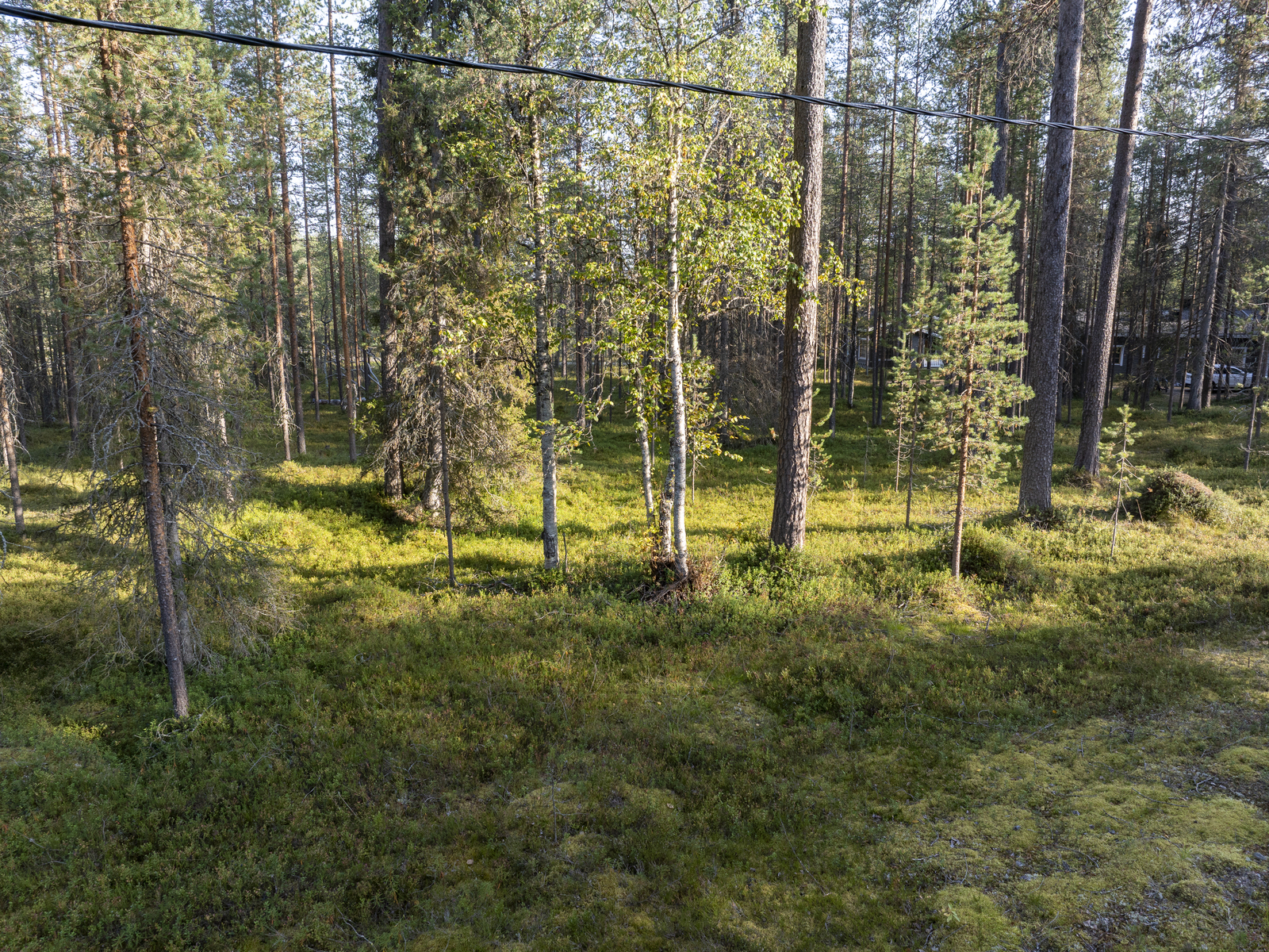 Tontilla kasvaa sekapuustoa.