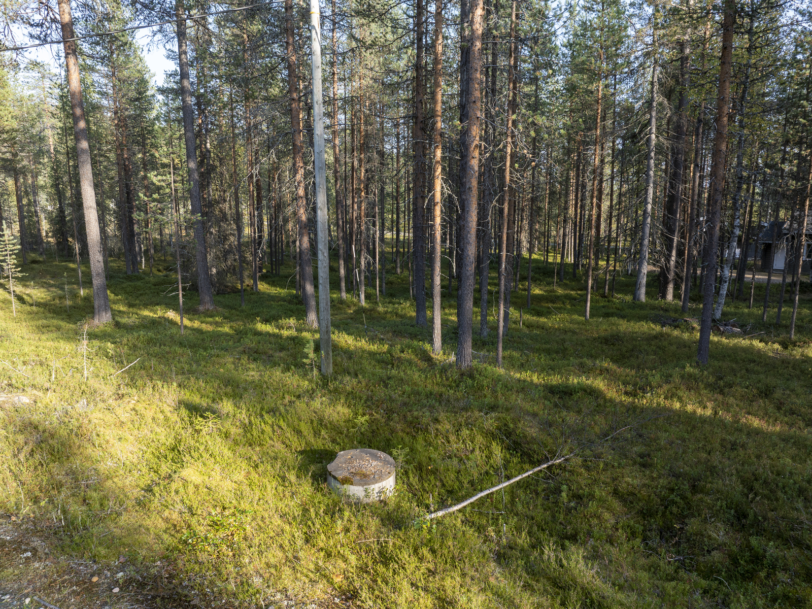 Tontilla kasvaa sekapuustoa.