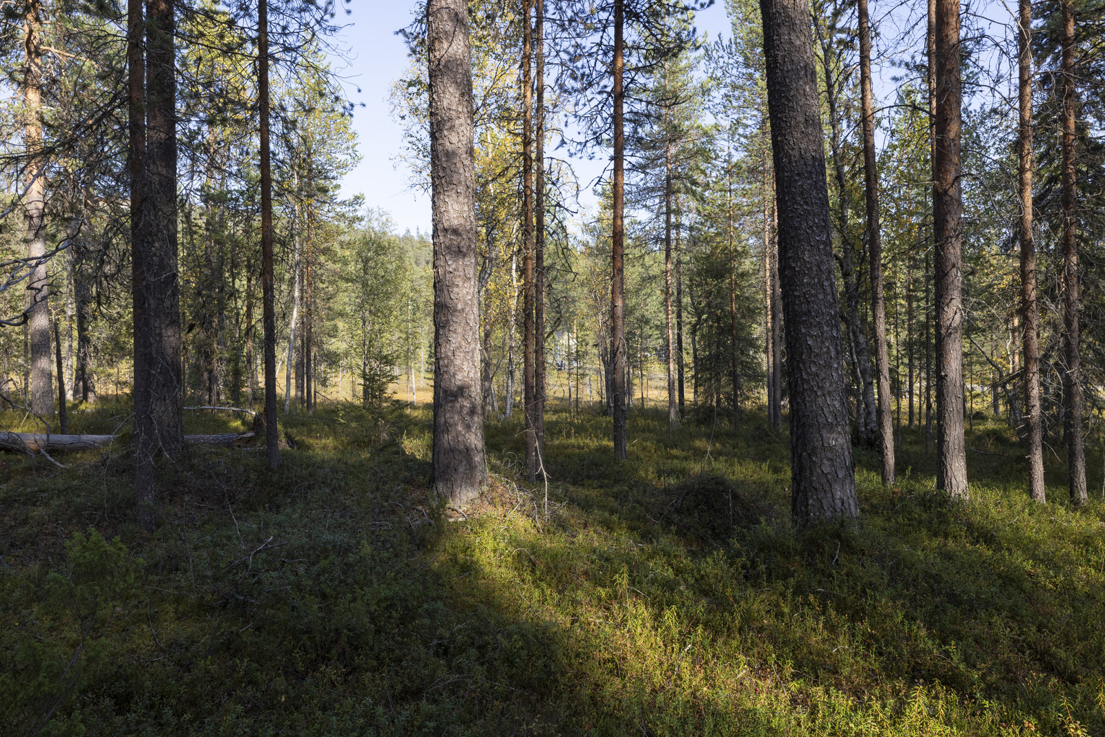 Tontilla kasvaa sekapuustoa.